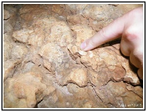 O Planalto é rico em vestígios de fósseis do Jurássico ... 